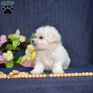 Cottontail (Tiny), Bichon Frise Puppy